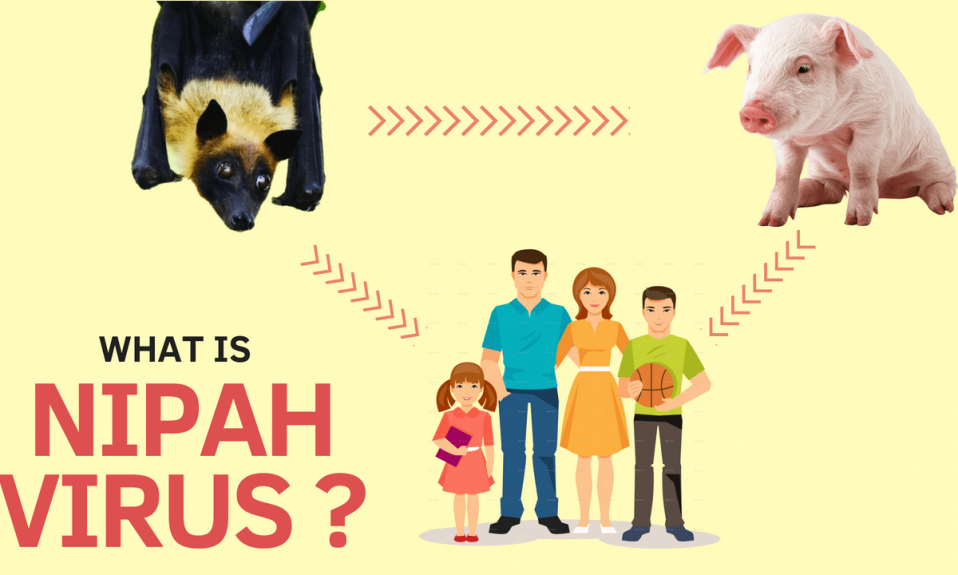 What is NIPAH Virus or NiV? Why is it called NIPAH? Symptoms | Cure