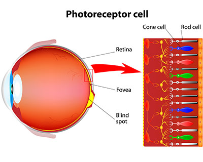 Photoreceptor Cells
