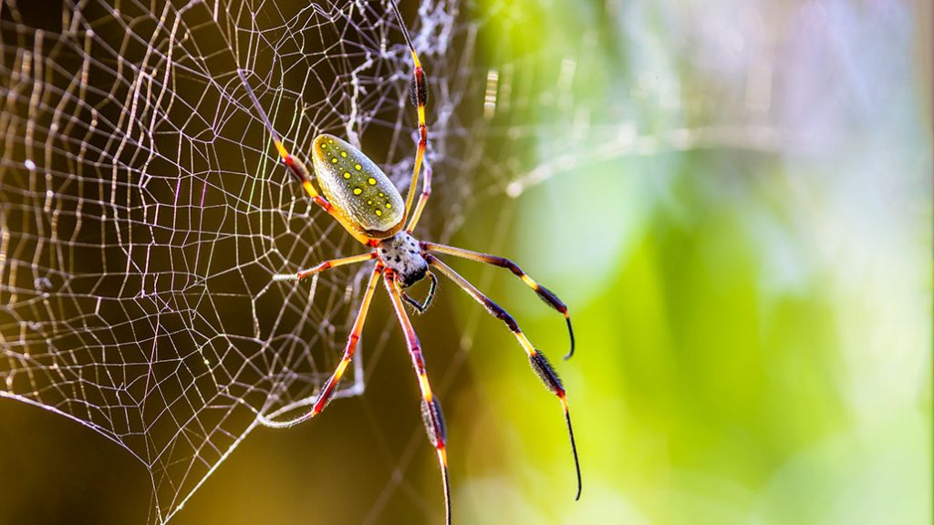 Spider silk is stronger than steel and more flexible than nylon.