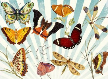 14 Amazing Facts about Butterflies You Never Knew