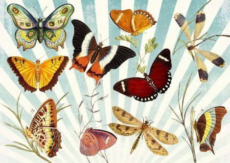 14 Amazing Facts about Butterflies You Never Knew