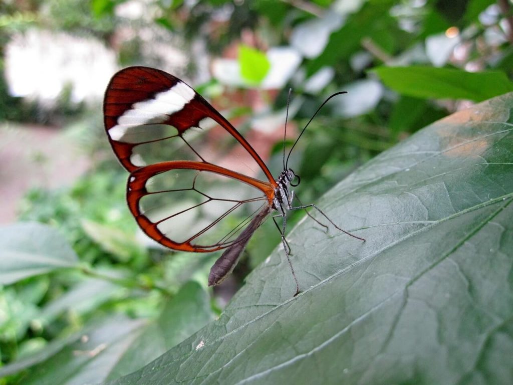 Butterflies Have Transparent Wings