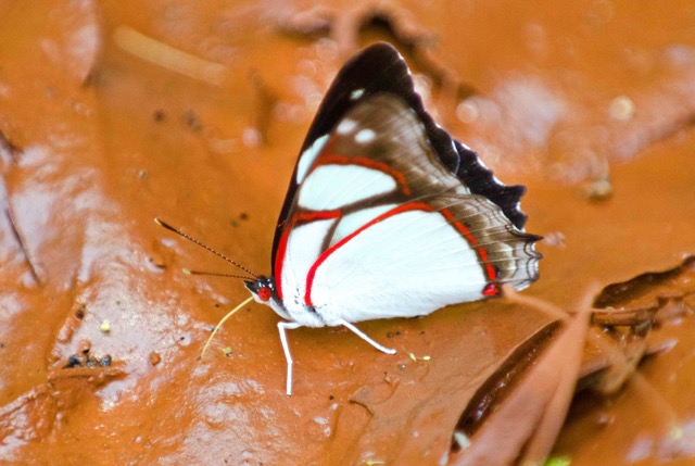 Butterflies Use Mud Puddles For Drinking And Gaining Minerals And Sodium