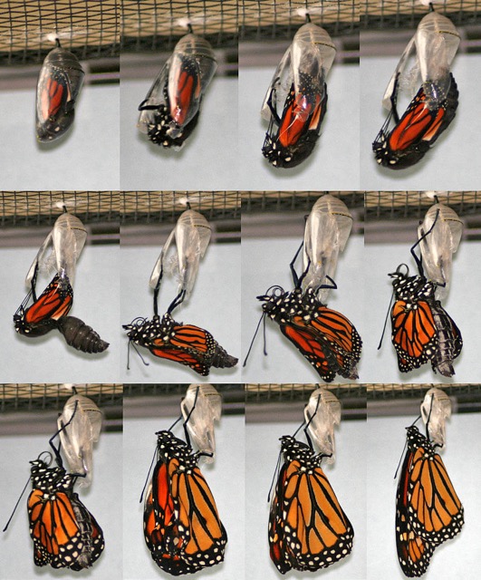 Newly Emerged Butterflies Can't Fly