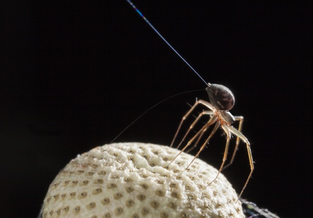 spiders can fly or glide short distances through the air thanks to strands of silk, known as ballooning.