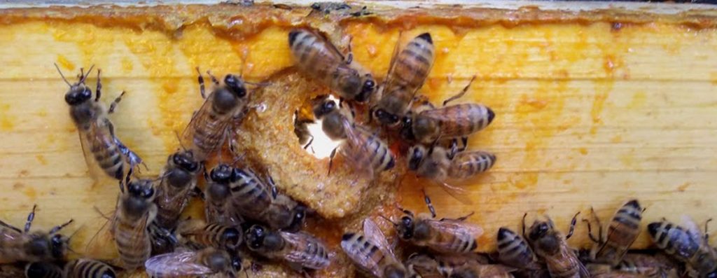 Antimicrobial Properties - Honey Bees