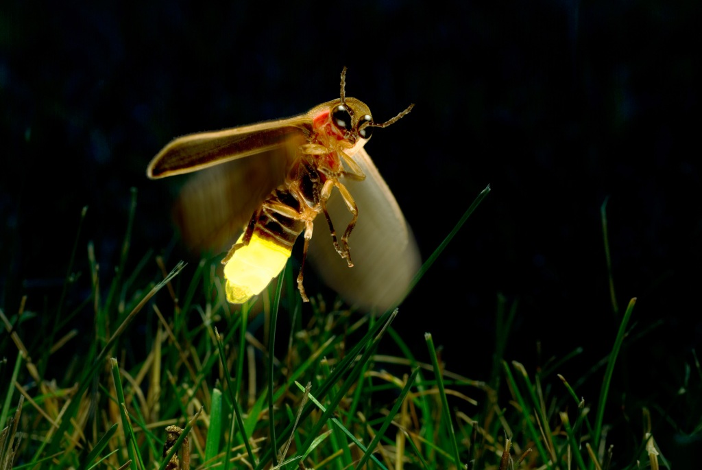 Bioluminescence - Fireflies