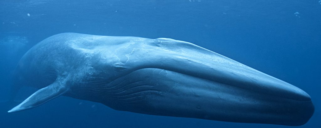 Breath Holding - Whales - Animal Superpowers