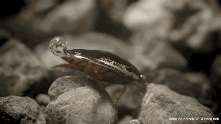 Breathe Underwater - Water Beetle