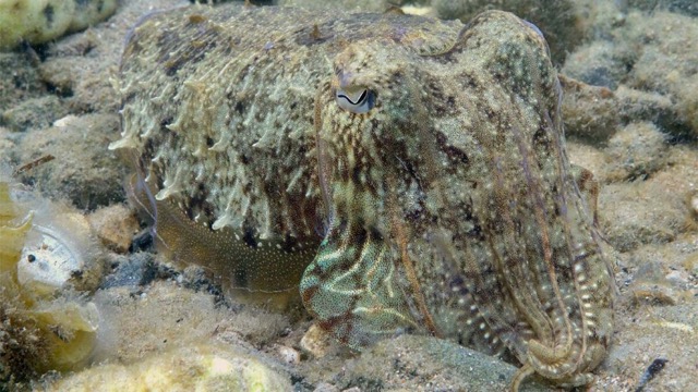 Camouflage - Cuttlefish
