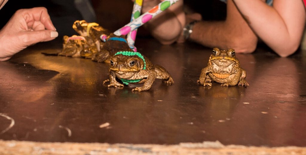 Cane Toad Racing - Dumbest Sports
