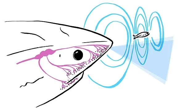 Electric Fields Sensing - Sharks - Animal Superpowers