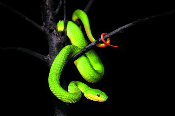 Extreme Flexibility - Snakes