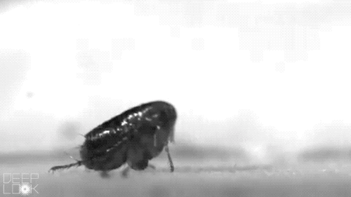 Antigravity Jumping - Flea - Animal Superpowers