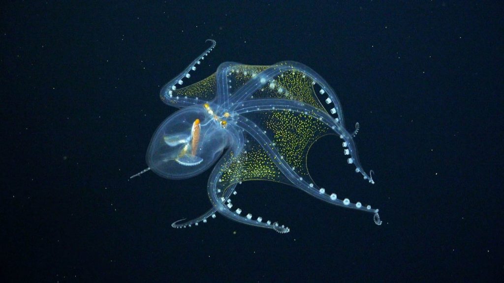 Invisibility - Octopus - Animal Superpowers