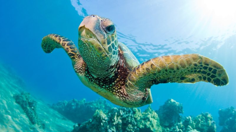 Magnetic Navigation - Sea Turtles - Animal Superpowers