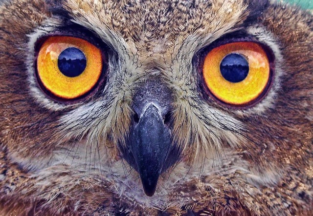 Night Vision - Owls - Animal Superpowers
