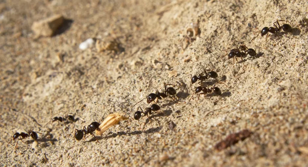 Pheromone Communication - Ants