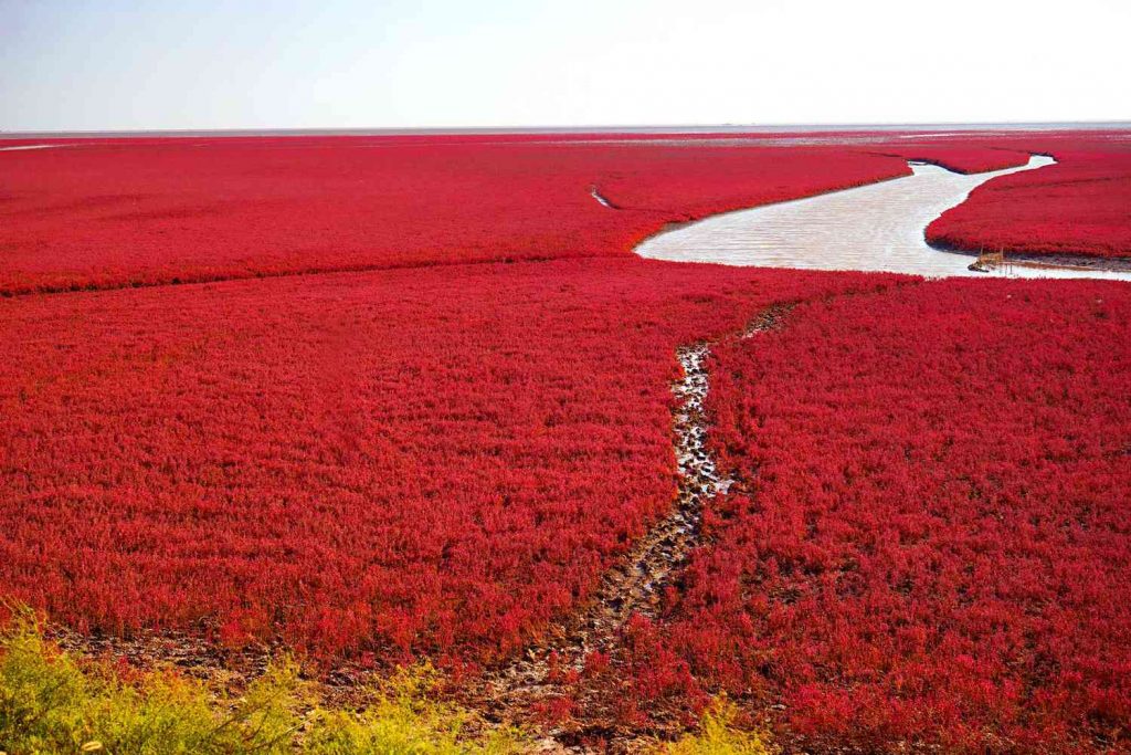 Red Beach, Panjin, China - Surreal Places on Earth