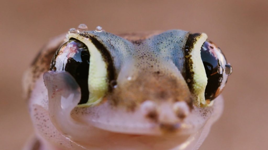 Self-Cleaning Eyes - Geckos - Animal Superpowers