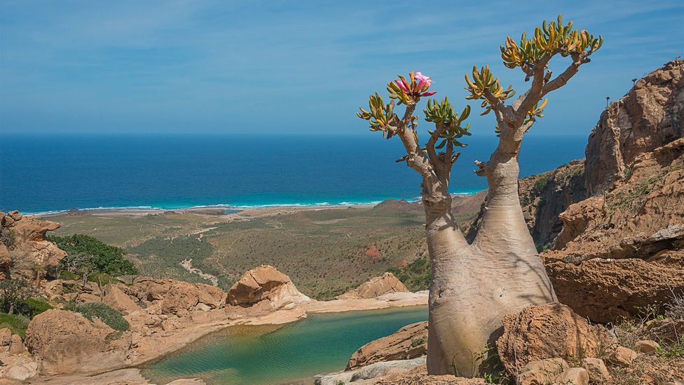Socotra Island, Yemen - Surreal Places on Earth