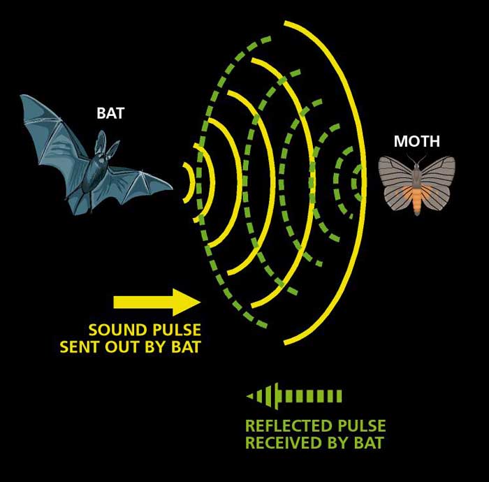 Sonar - Bats - Animal Superpowers