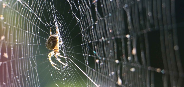 Spider Silk - Spider