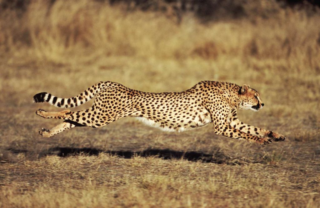 Super Speed - Cheetah