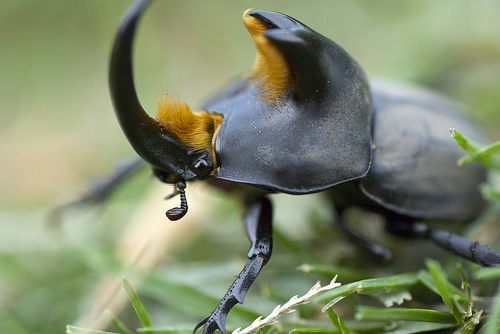 Super Strength – Rhinoceros Beetle - Animal Superpowers