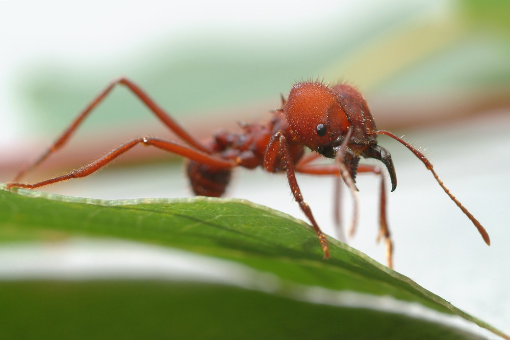Super Strength - Leafcutter Ants