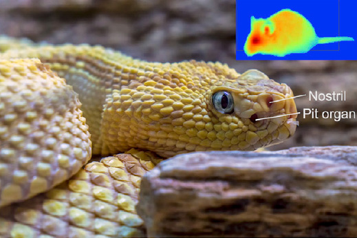Thermal Vision - Pit Viper Snakes - Animal Superpowers