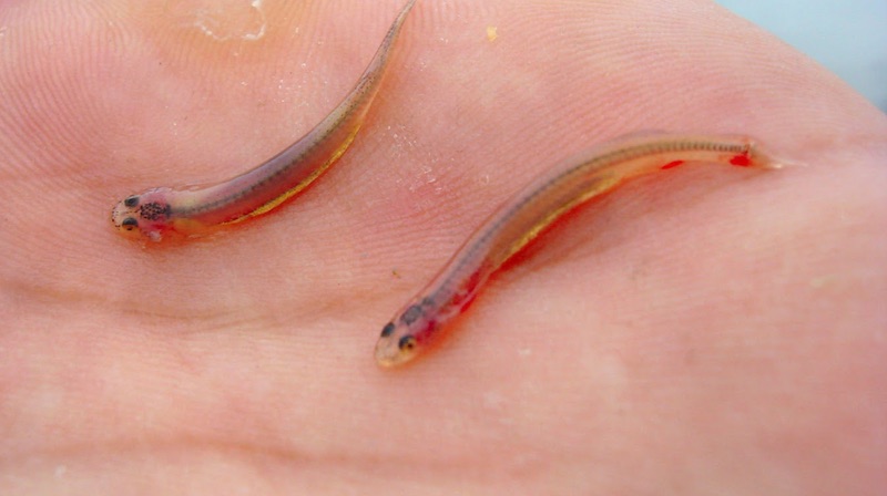 Candiru fish can swim up a human's urethra