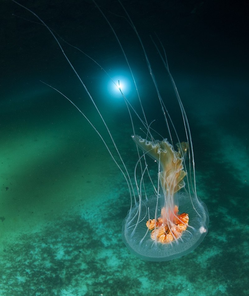 Antarctic Jellyfish (Diplulmaris antarctica)