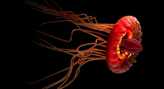 Atolla Jellyfish (Atolla wyvillei)