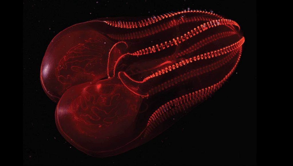Bloodybelly Comb Jellyfish (Lampocteis cruentiventer)