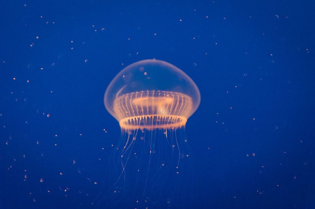 Crystal Jellyfish (Aequorea victoria)