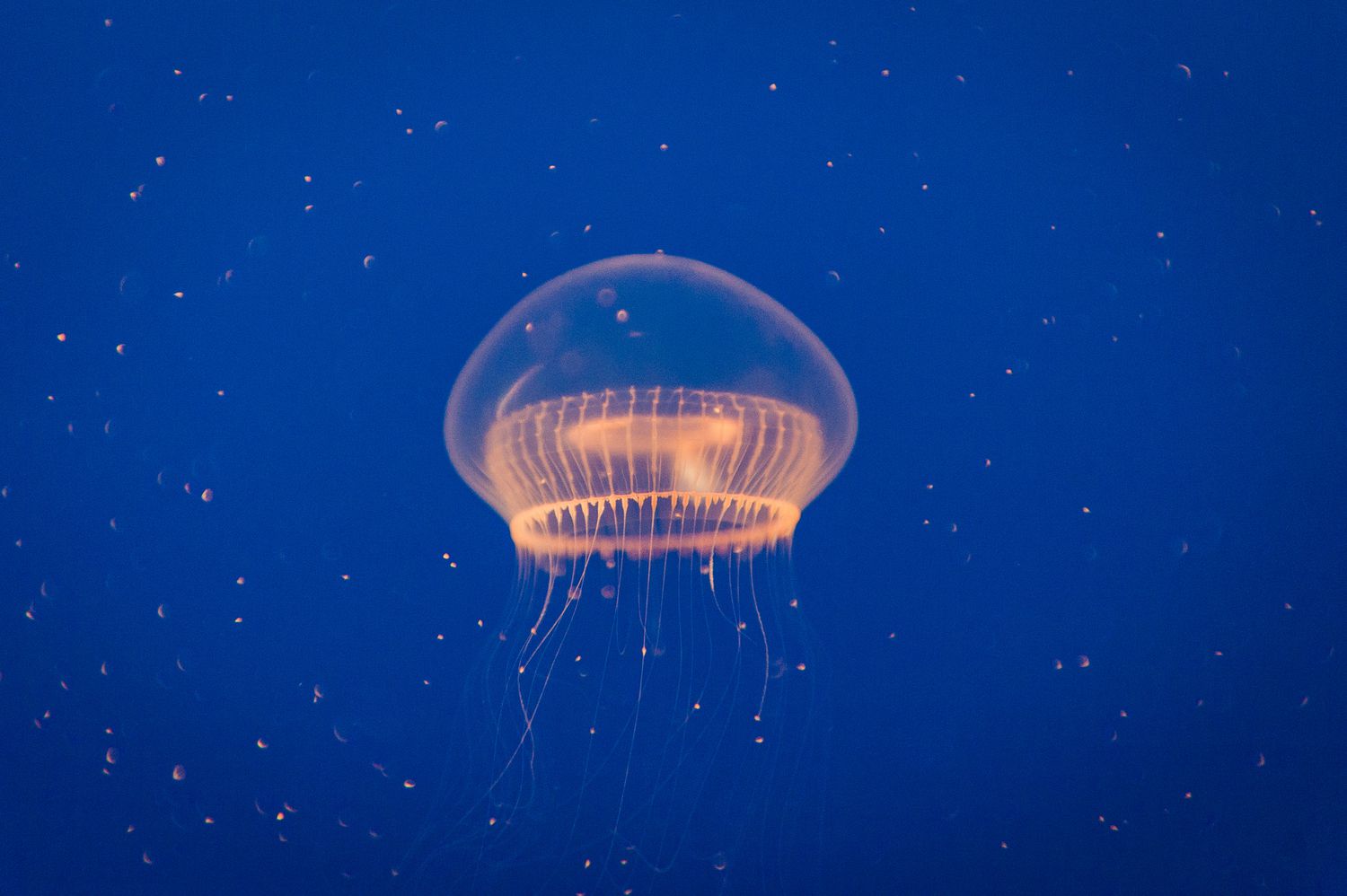 15 Most Beautiful & Cute Jellyfish Species In The World