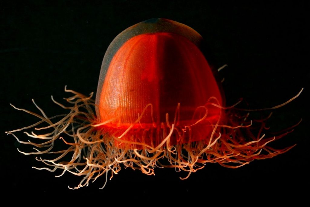 Deep-red Jellyfish (Crossota norvegica)
