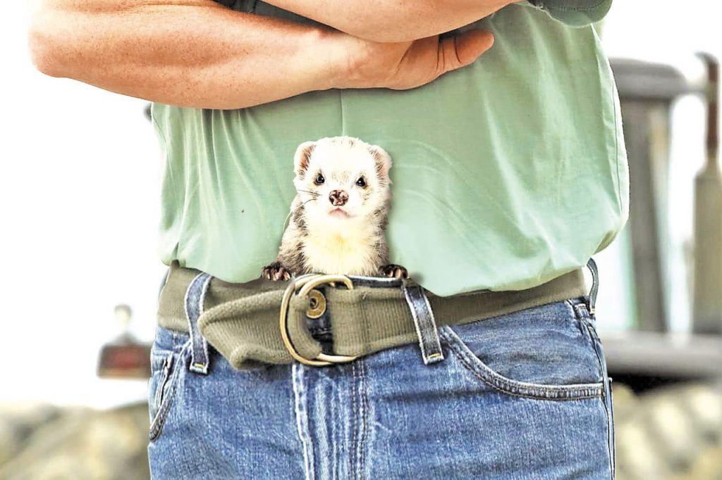 Ferret Legging - Dumbest Sports