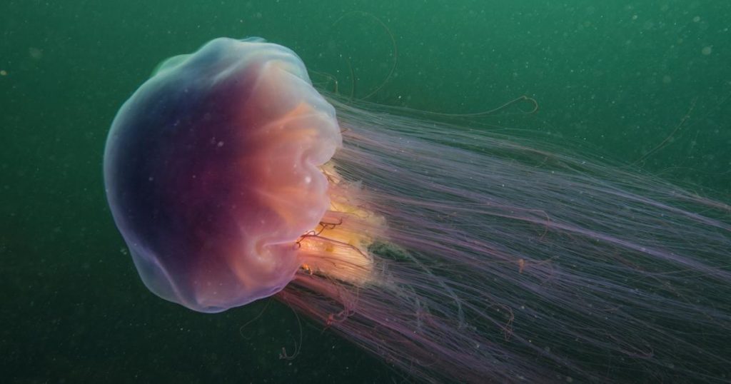 Lion's Mane Jellyfish (Cyanea capillata)