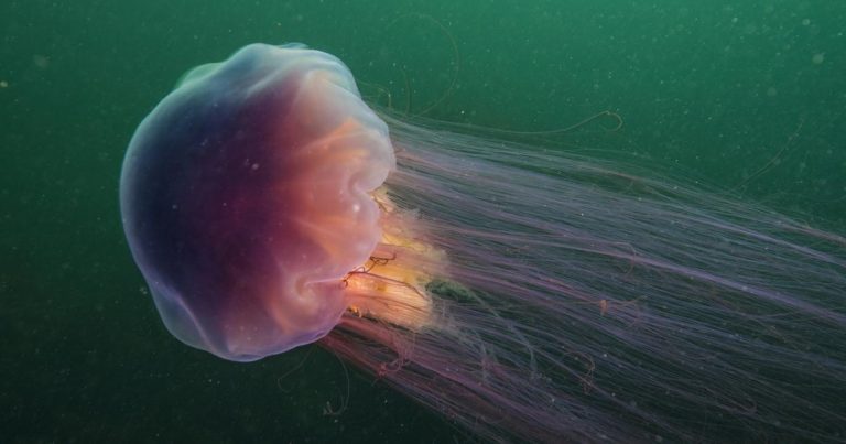 15 Most Beautiful & Cute Jellyfish Species In The World