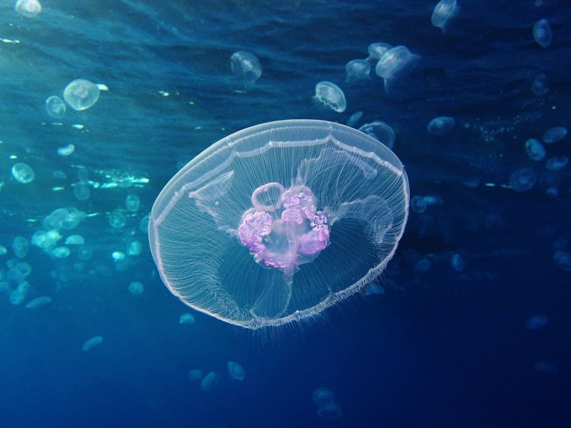 15 Most Beautiful & Cute Jellyfish Species In The World