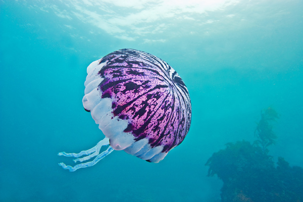 Purple Striped Jellyfish (Chrysaora colorata)