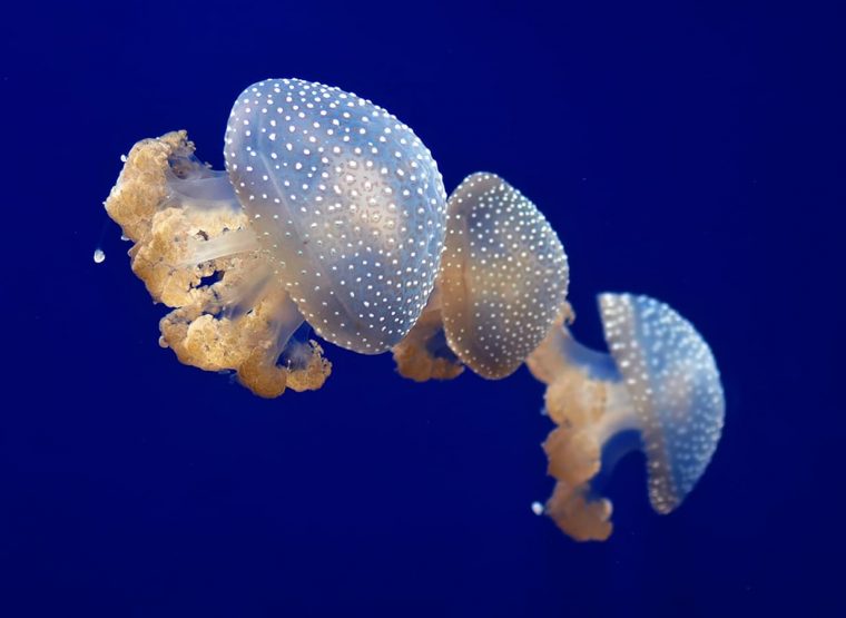 15 Most Beautiful & Cute Jellyfish Species In The World