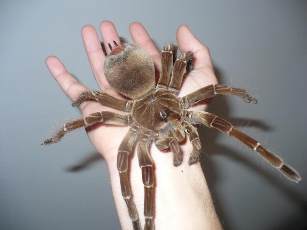 Goliath birdeater - world's largest spider is the size of a dinner plate. - creepy facts