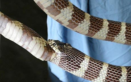 snakes can eat their own tails - creepy facts