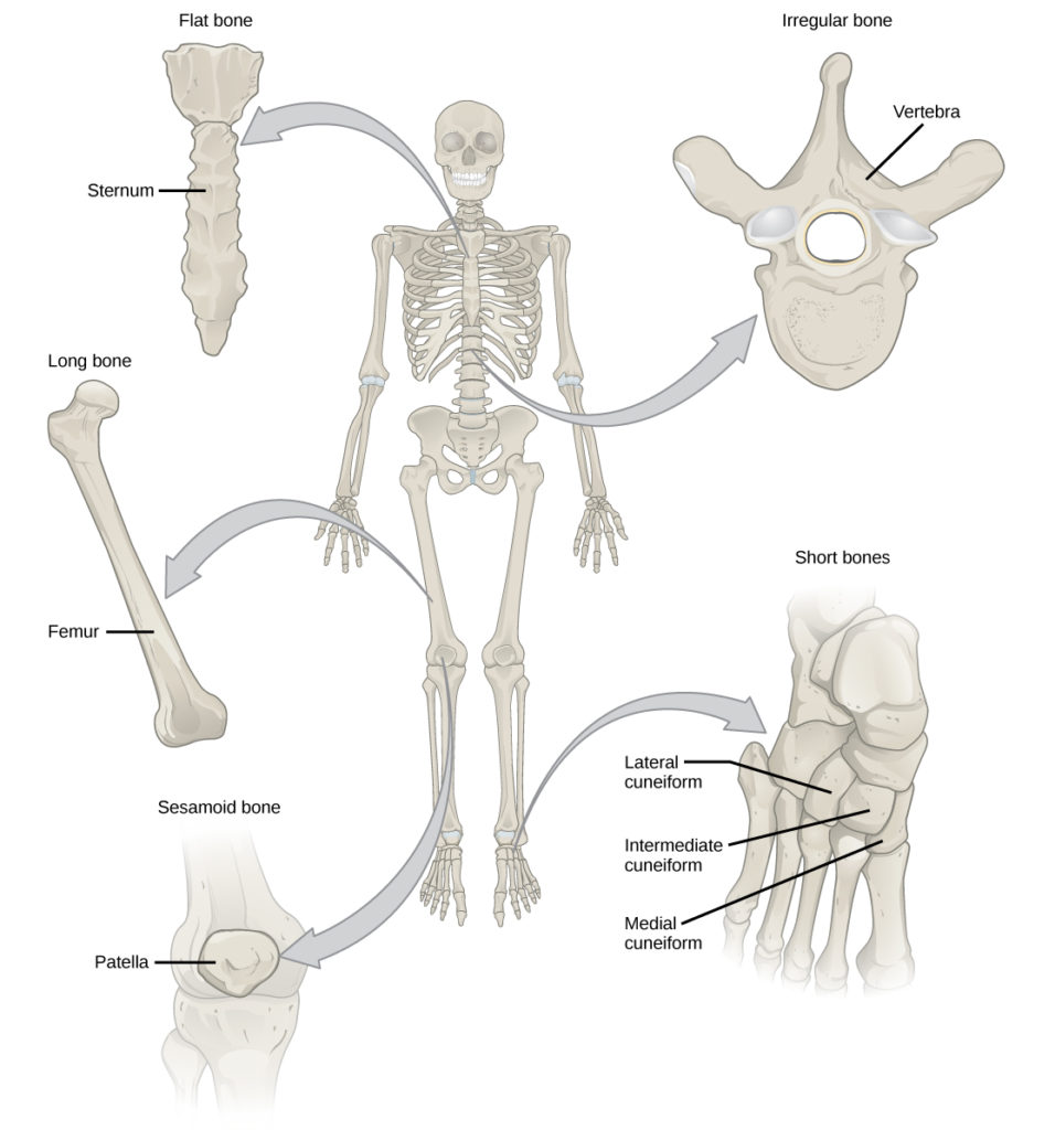 Different types of bones