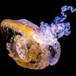 15 Most Beautiful & Cute Jellyfish Species In The World
