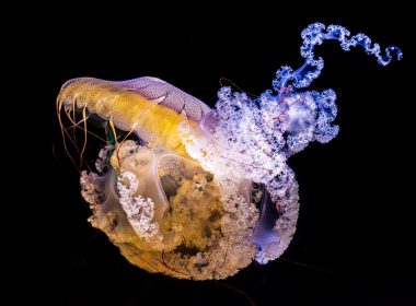 15 Most Beautiful & Cute Jellyfish Species In The World