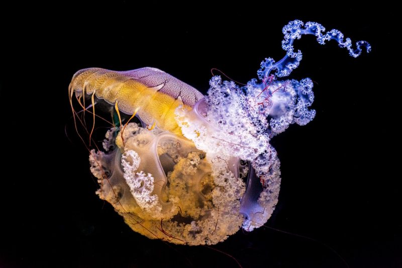 15 Most Beautiful & Cute Jellyfish Species In The World
